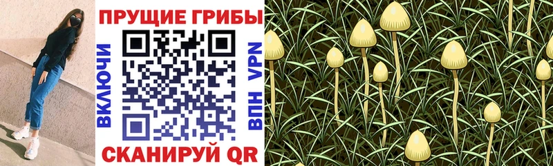 что такое наркотик Ворсма Галлюциногенные грибы мицелий